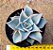 Echeveria madiba - Imagem 4