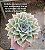 Echeveria madiba - Imagem 6