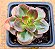 Echeveria melaco - Imagem 1