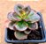 Echeveria melaco - Imagem 2