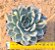 Echeveria menina - Imagem 1