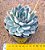 Echeveria menina - Imagem 2