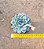 Echeveria menina - Imagem 3