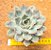Echeveria menina - Imagem 1