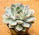 Echeveria menina - Imagem 2