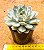 Echeveria menina - Imagem 3