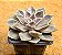 Echeveria mensa - Imagem 2
