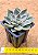 Echeveria mensa - Imagem 4