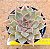 Echeveria mensa - Imagem 1