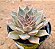 Echeveria mensa - Imagem 2