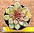 Echeveria mina rubra - Imagem 1