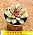 Echeveria mina rubra - Imagem 2