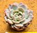 Echeveria monroe - Imagem 1