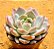 Echeveria monroe - Imagem 2