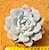 Echeveria monroe - Imagem 1
