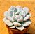 Echeveria monroe - Imagem 2