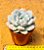 Echeveria monroe - Imagem 3