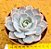 Echeveria morning light - Imagem 1
