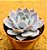 Echeveria morning light - Imagem 2
