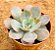 Echeveria morning light - Imagem 2