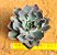 Echeveria neon breakers - Imagem 1