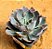 Echeveria neon breakers - Imagem 2