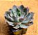 Echeveria neon breakers - Imagem 3