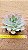Echeveria neon breakers - Imagem 1
