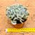Echeveria nichii - Imagem 2