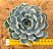 Echeveria norma - Imagem 2