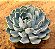 Echeveria norma - Imagem 1