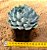Echeveria norma - Imagem 3