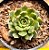 Echeveria olivia - Imagem 1