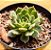 Echeveria olivia - Imagem 2