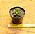 Echeveria olivia - Imagem 4