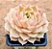Echeveria onslow - Imagem 1