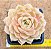 Echeveria onslow - Imagem 2