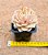 Echeveria onslow - Imagem 3