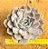 Echeveria orion - Imagem 1