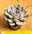 Echeveria orion - Imagem 2