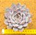 Echeveria orion - Imagem 2