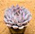Echeveria orion - Imagem 1