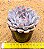 Echeveria orion - Imagem 3
