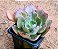 Echeveria painted frills - Imagem 2