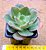 Echeveria paint frills - Imagem 2
