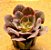 Echeveria painted frills - Imagem 2