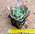 Echeveria painted frills - Imagem 3