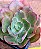 Echeveria painted frills - Imagem 4