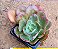 Echeveria painted frills - Imagem 1