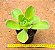 Echeveria pallida - Imagem 4
